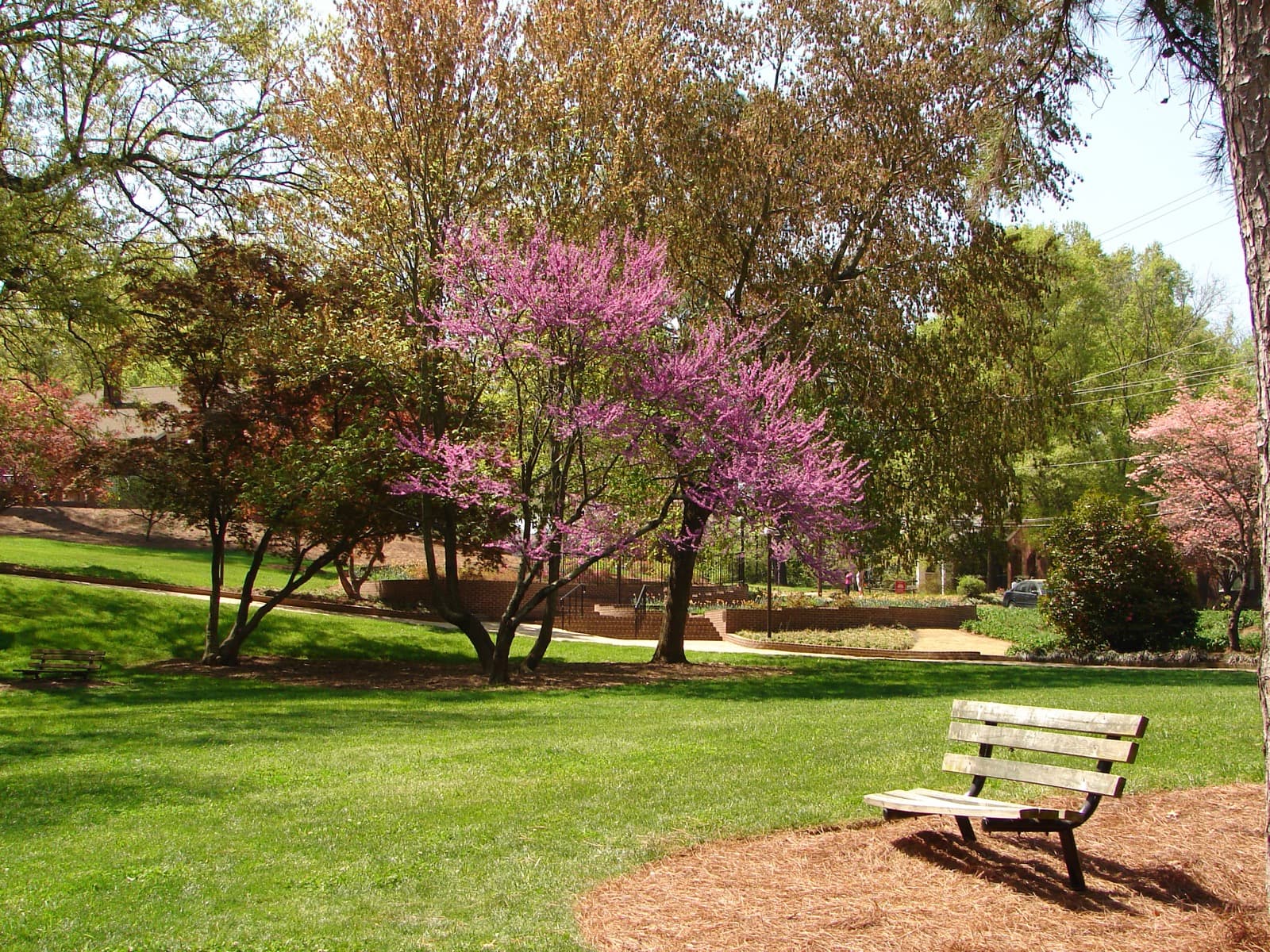Glencairn Garden in downtown Rock Hill, South Carolina, with redbud trees in spring bloom and a bench on the lawn