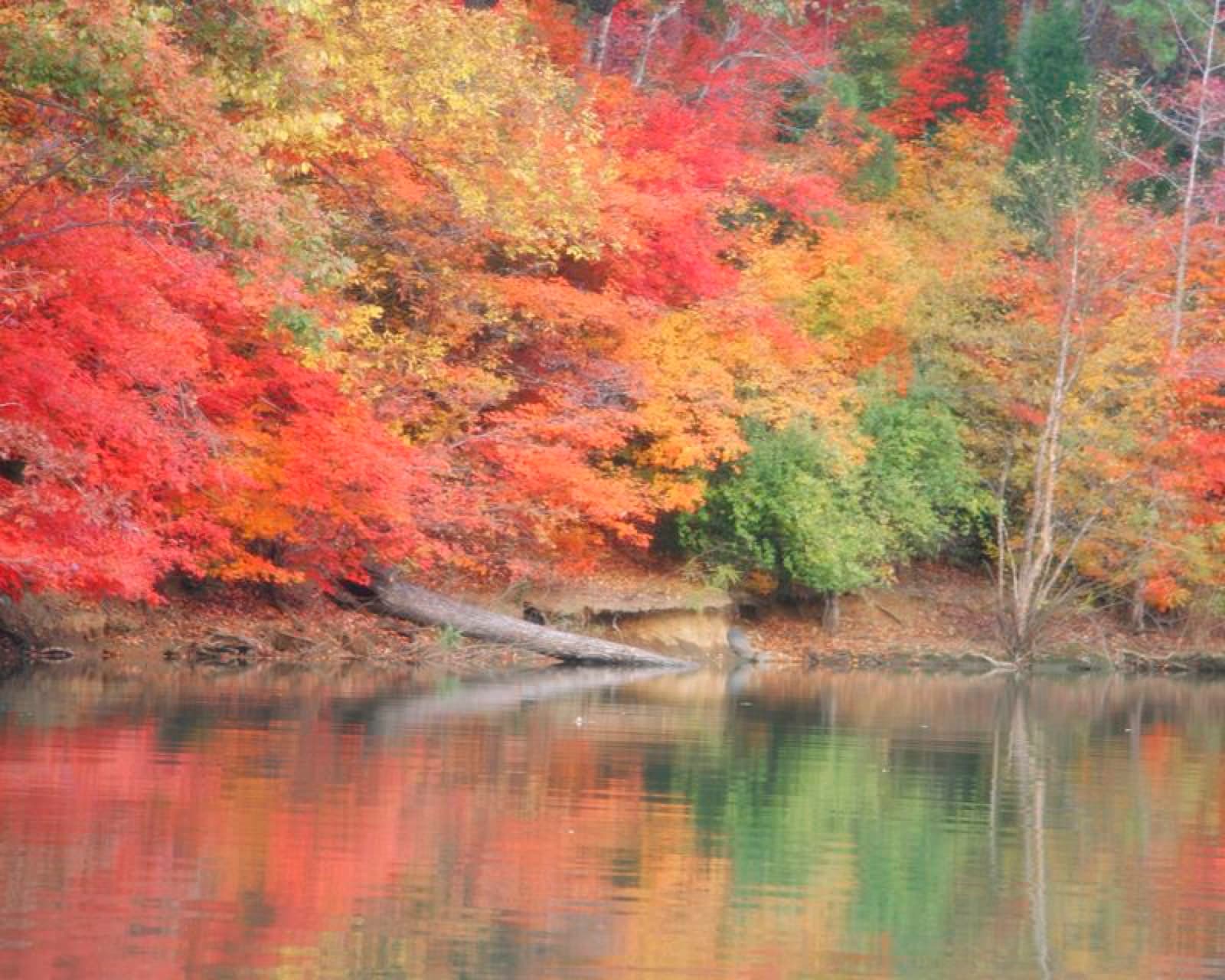 Autumn color along the wooded shoreline of Lake Wylie, the reservoir Tega Cay sits on