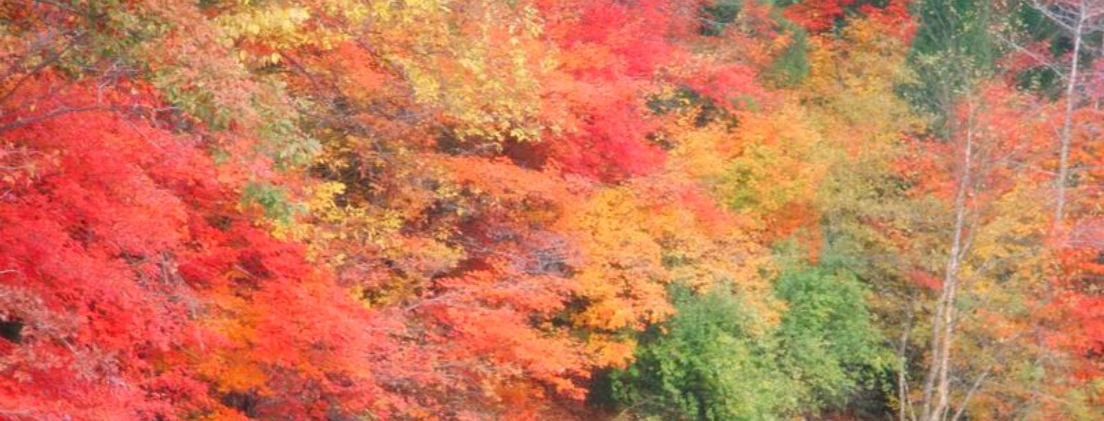 Photograph of Lake Wylie in autumn